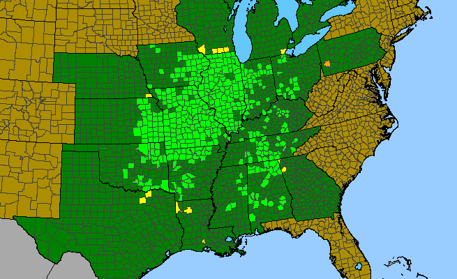 The range of Hypericum sphaerocarpum